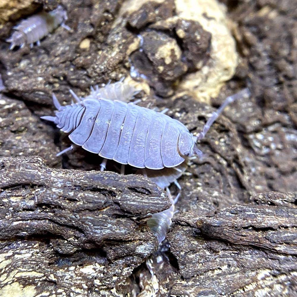 Isopods The Beastiary