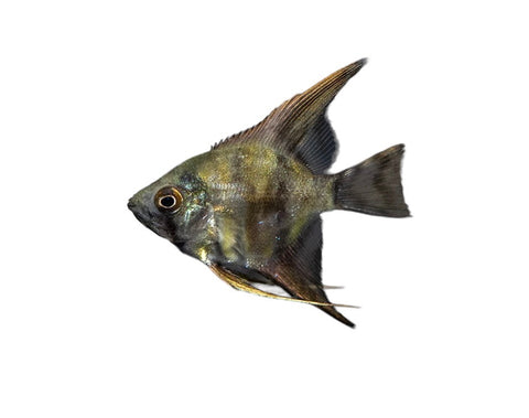 Assorted Longfin Angelfish - Small