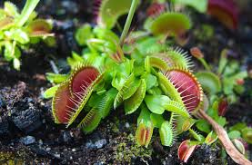 Carnivorous Plants