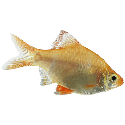 Albino Tiger Barb