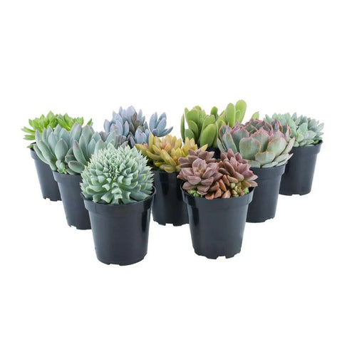 Succulents - Assorted