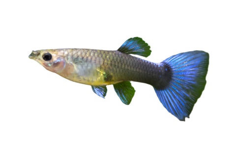 Guppy - Female