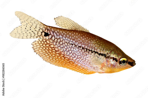 Pearl Gourami