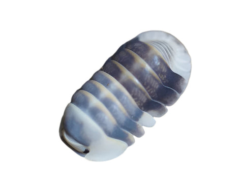 Isopods
