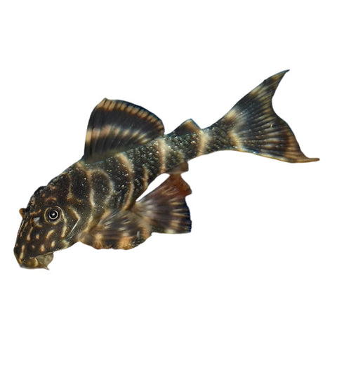 Clown Pleco