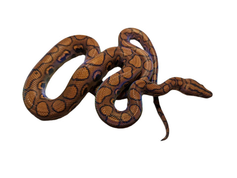 Brazilian Rainbow Boa (Captive Bred)