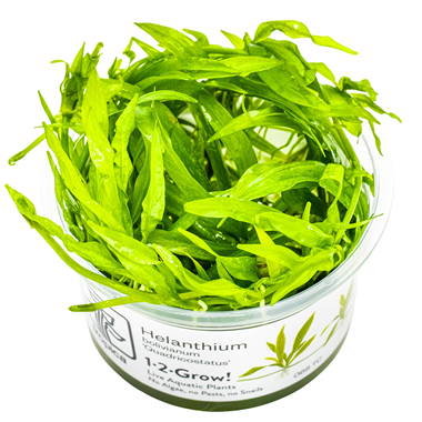 Helanthium bolivianum 'Quadricostatus' (1-2-Grow!)