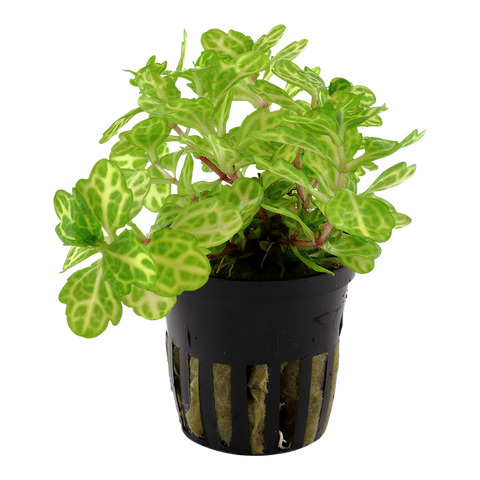 Shinnersia rivularis 'Weiss-Grün'