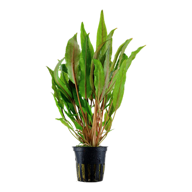 Cryptocoryne undulata 'Green'