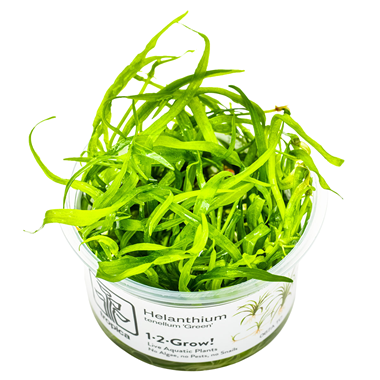 Helanthium tenellum 'Green' (1-2-Grow!)