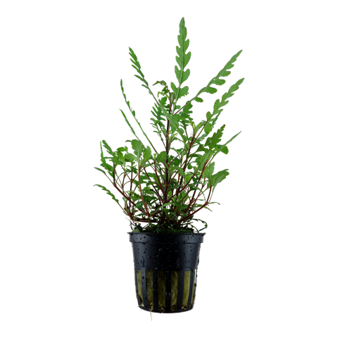 Hygrophila pinnatifida