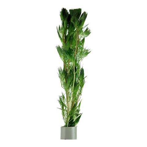 Cabomba aquatica (Local)