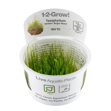 Taxiphyllum barbieri 'Bogor Moss' (1-2-Grow!)