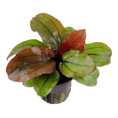 Echinodorus  (Tropica)
