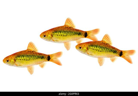 Gold Barb