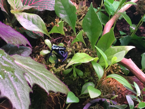 Poison Dart Frog-Dendrobates Tinctorius “Oyapock”