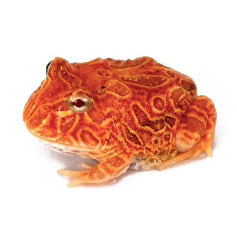 Juvenile Pac-Man Frog