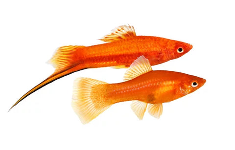 Swordtail