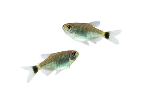 Balloon Lamp-Eye Tetra