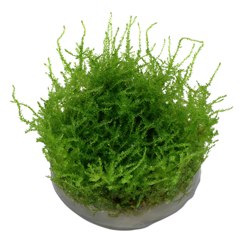 Vesicularia montagnei 'Christmas Moss'