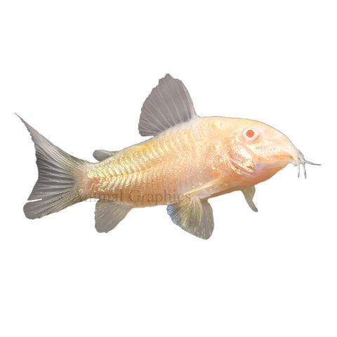 Albino Corydora Catfish