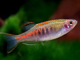 Glow light danio