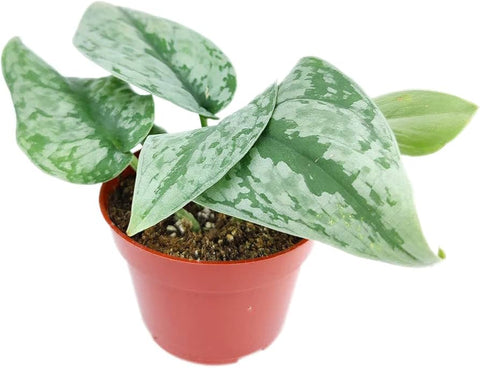 Pothos - Silver Satin
