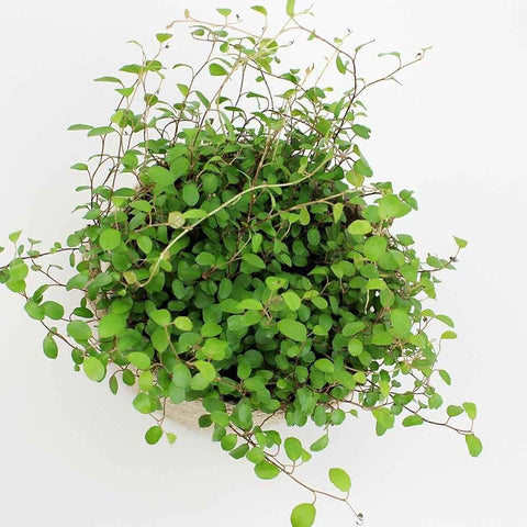 Maidenhair  Wire Vine - Assorted