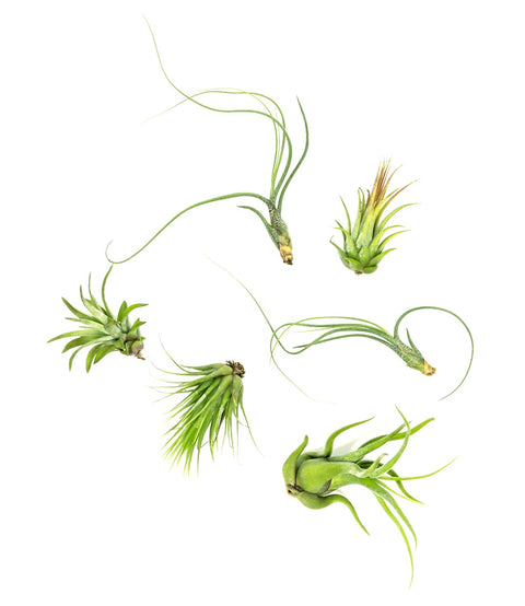 Air Plants - Assorted