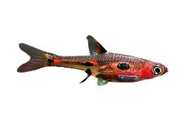 Phoenix rasbora