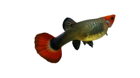 Guppy - Female