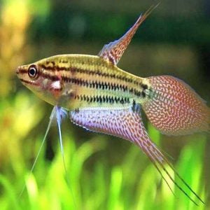 Croaking Gourami