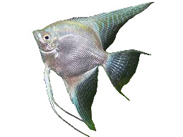 Platinum Angelfish - Small