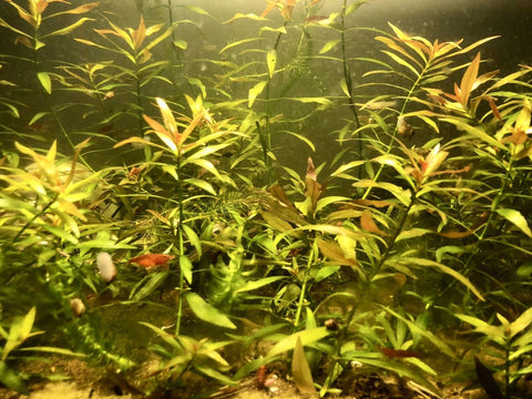 Ludwigia glandulosa