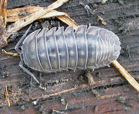 Isopods