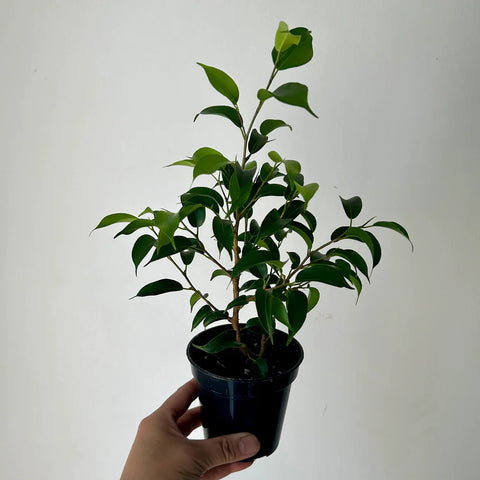 Ficus Benjamina - Assorted