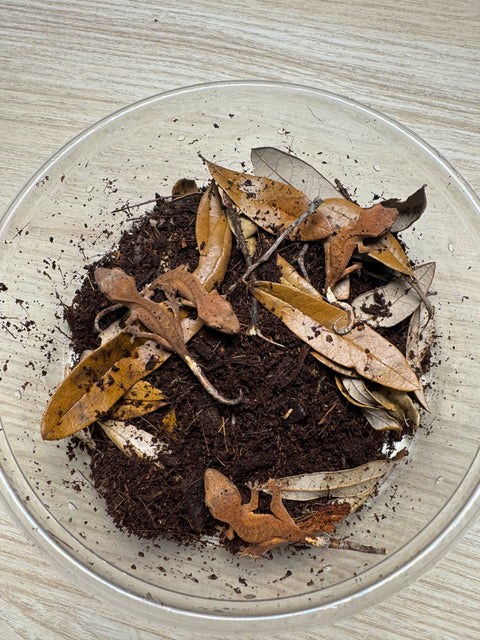 Juvenile Crested Gecko