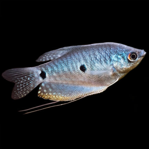 Three Spot Gourami