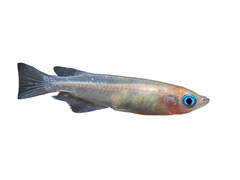 Madeca Fish Medaka Ricefish - Assorted – The Beastiary
