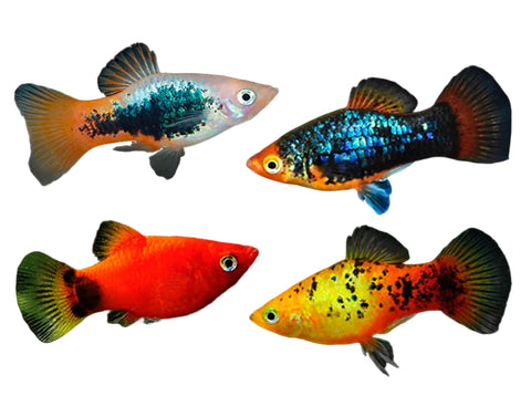 Platy - Assorted