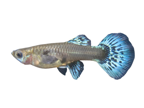 Guppy - Female