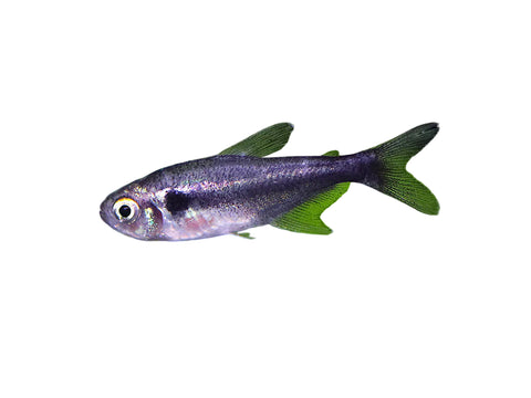 Black Diamond Neon Tetra