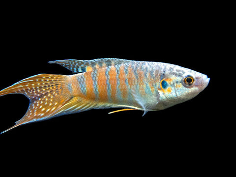 Paradise Fish Gourami (Macropodus Opercularis)