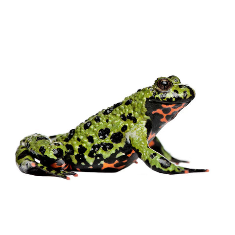 Juvenile Fire-Bellied Toads (Bombina orientalis)