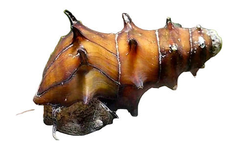 Spiny Burmese Snail