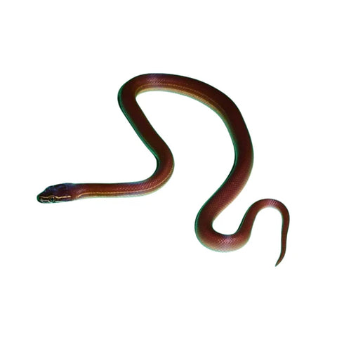 Red African house snake