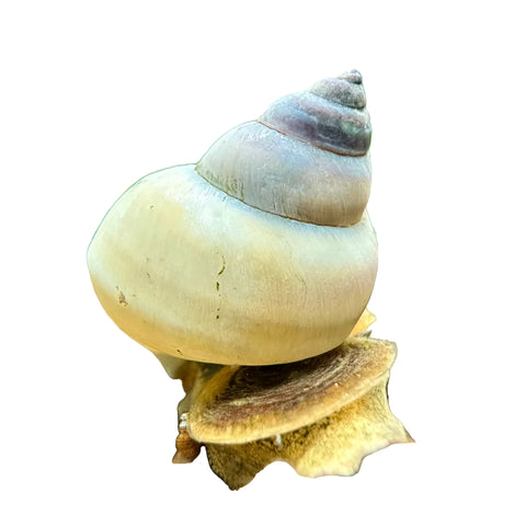 White Wizard Snail
