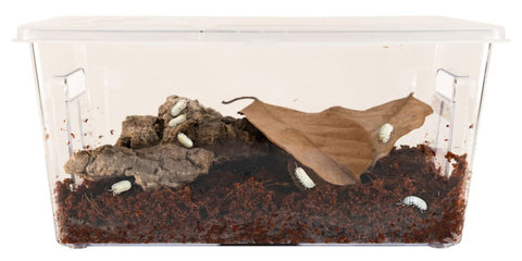 Zoo Med Creatures Roly-Poly Kit