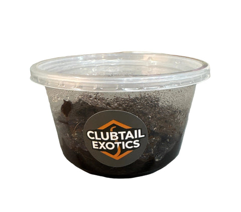 Clubtail Exotics Springtails