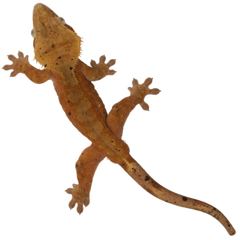 Juvenile Crested Gecko